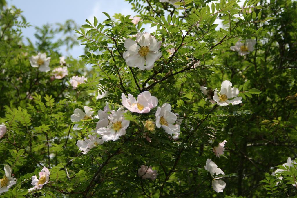 Senkyoro Hotel Hakone Eksteriør billede